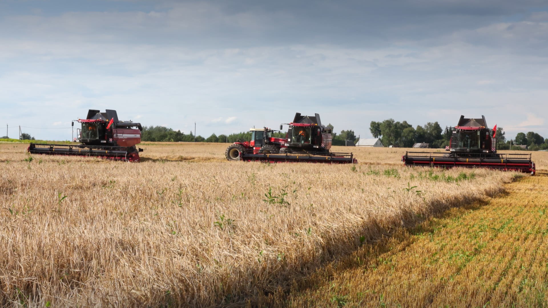 Герои жатвы: более 3 млн т зерна вместе с рапсом намолотили аграрии Беларуси