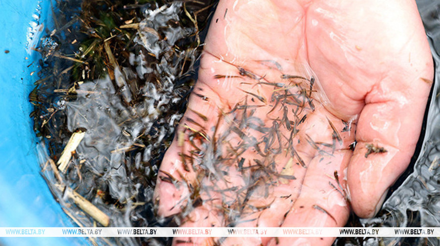 Колькі зарыбленняў вадаёмаў Беларусі правялі ў 2025 годзе