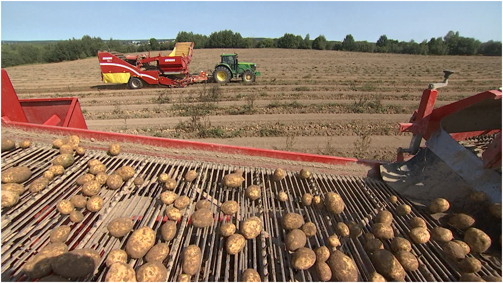 Almost half of the potatoes in the Mogilev region
were grown in the farm "Diana"