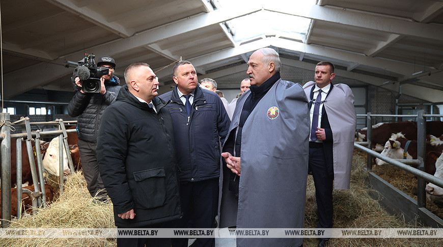 Александр Лукашенко ориентирует на более быстрое развитие племенного животноводства в Беларуси