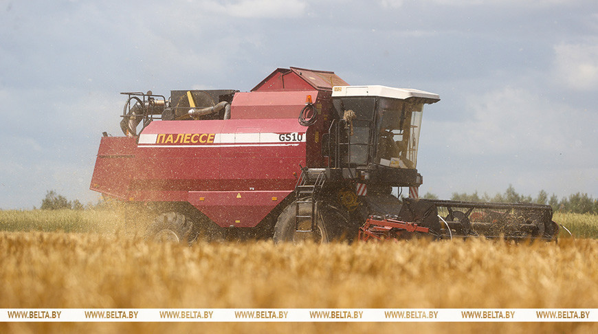 Амаль 40 працэнтаў азімага ячменю ўбрана ў Беларусі