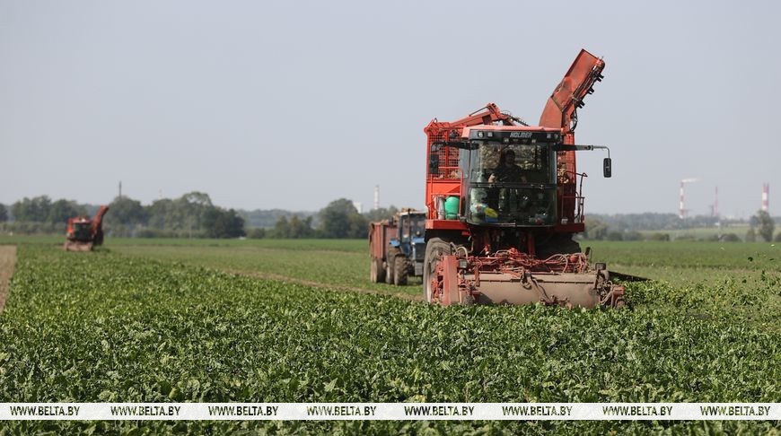 Звыш 2 млн тон цукровых буракоў накапалі ў Беларусі