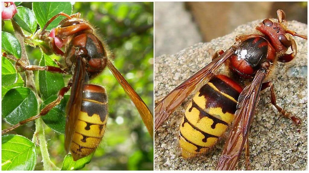 «Жалоносные»
соседи