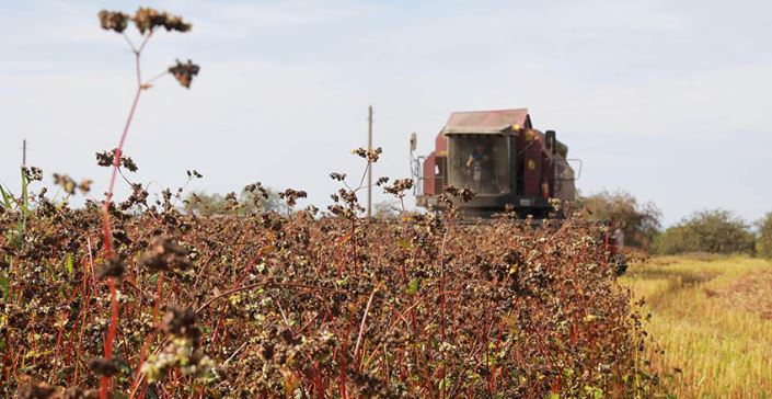 Buckwheat harvest in Belarus reaches 6,500 tonnes