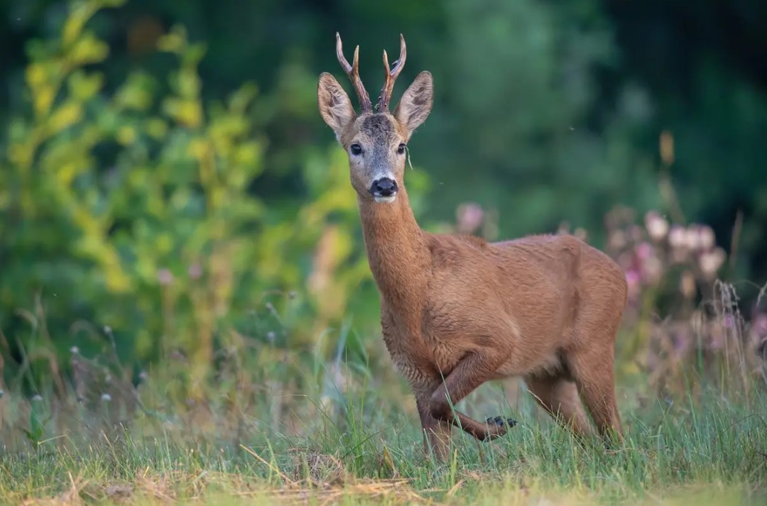 Ласі, казулі і ваўкі: чым багатая Асіповіцкая паляўнічая гаспадарка