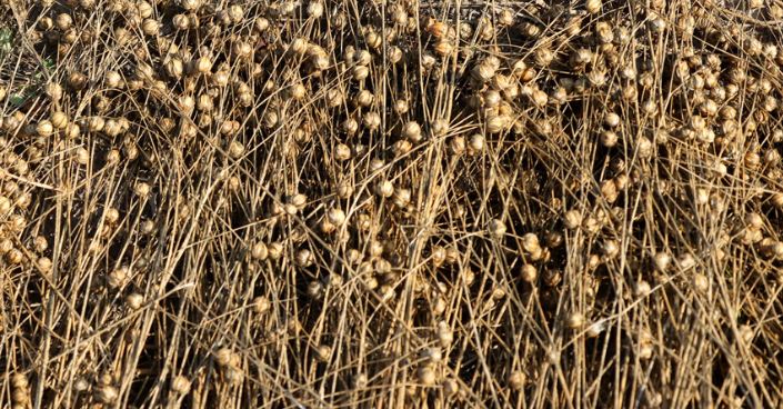 Flax straw harvest in Belarus exceeds 64,000t