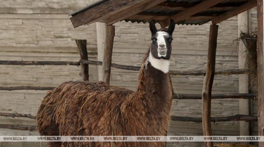 Ігуана, пітоны і альпакі: якія жывёлы з'явяцца ў Магілёўскім заасадзе