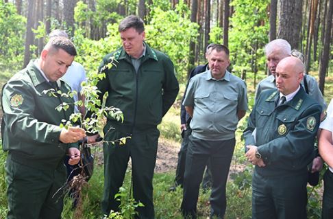 Республиканский
семинар-совещание состоялся на базе Глусского лесхоза