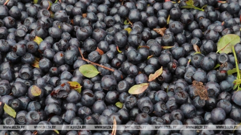 Кааператары Магілёўскай вобласці нарыхтавалі чарніцы ўдвая больш за леташні аб'ём