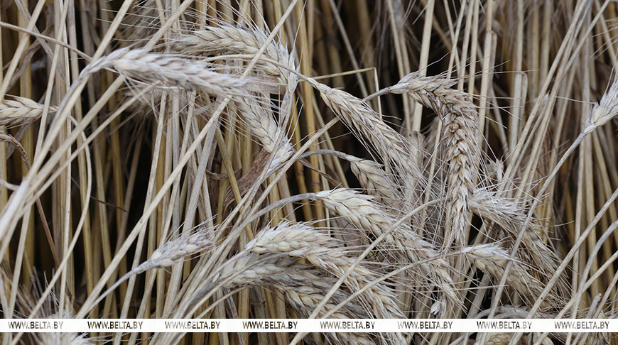 Леанід Заяц пра 1 млн тон збожжа ў Магілёўскай вобласці: гэта істотны ўклад у харчовую бяспеку краіны