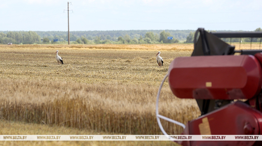 У Беларусі намалацілі больш за 96 тыс. тон азімага ячменю