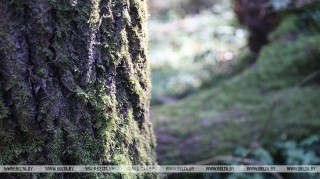 Забароны і абмежаванні на наведванне лесу зняты ва ўсіх абласцях Беларусі
