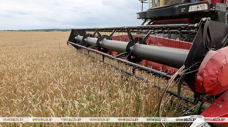 Амаль 9,4 млн т збожжа з улікам рапсу і кукурузы намалацілі ў Беларусі