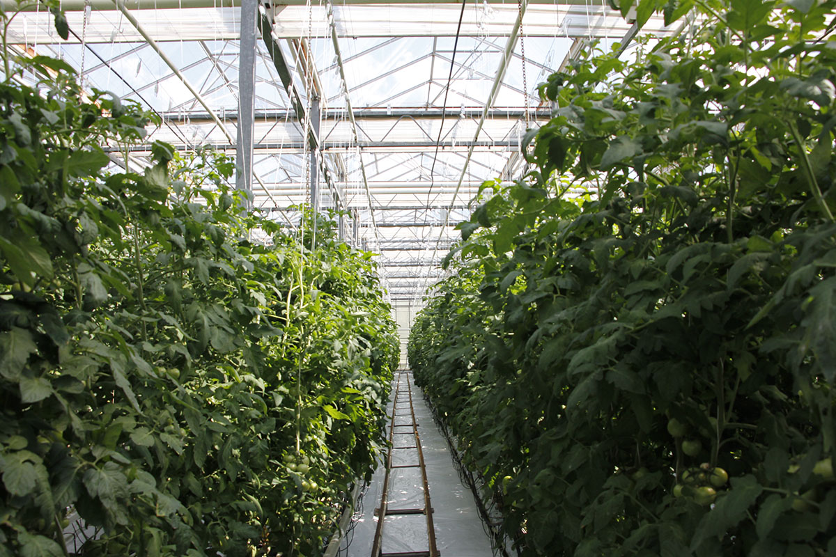 The greenhouse industry of the Mogilev region is
switching to new technologies