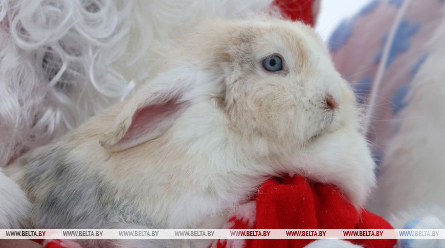 Актыўнасці на свежым паветры з казачнымі персанажамі: у Магілёўскім заасадзе праходзяць ранішнікі