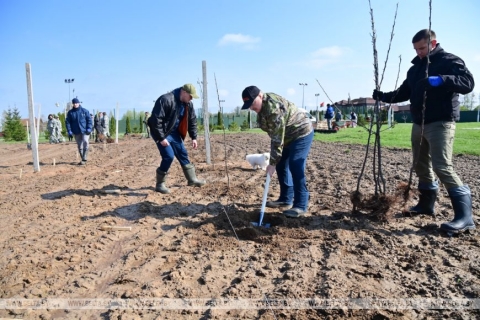 Закладзены Прэзідэнтам Беларусі на суботніку яблыневы сад перададуць пад апеку школьнікаў