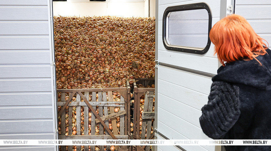 У Магілёўскай вобласці выраслі аб'ёмы агародніны, якія закладваюцца на захоўванне ў міжсезонны перыяд