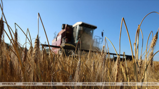 У Беларусі сабрана збожжа з улікам рапсу больш за 8,8 млн т