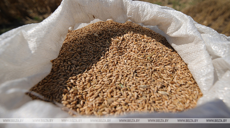Belarus' total grain harvest at about 9.5m tonnes in 2023