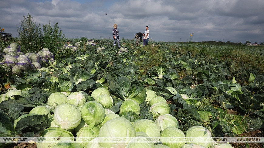 Гаспадаркі Магілёўскага раёна вядуць уборку агародніны