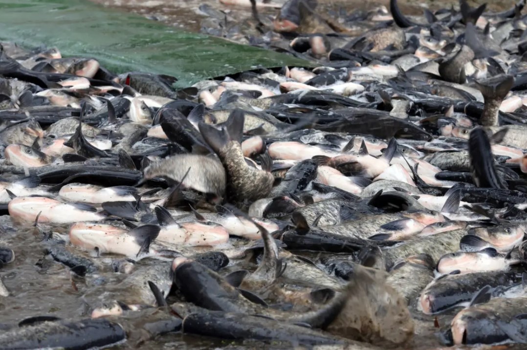 Тысячы карпаў і таўсталобікаў пасяліліся ў Асіповіцкім вадасховішчы