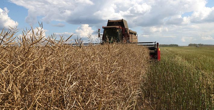 Belarus plans to crop record-high harvest of colza in 2023