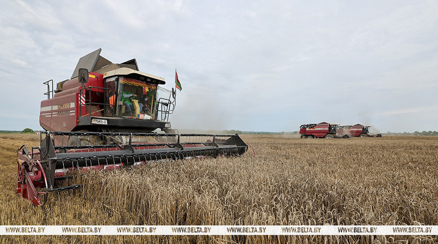Беларускія аграрыі намалацілі 7 млн тон збожжа 