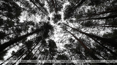 Мінпрыроды прапанавала абмеркаваць карэкціроўку меж парку Булгакаў