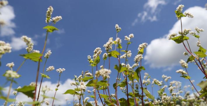 Belarus starts harvesting cereal crops