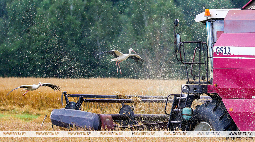 Аграрыі Беларусі намалацілі амаль 8,9 млн т збожжа 