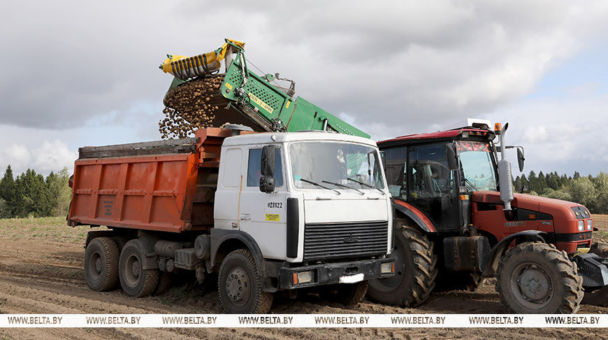 У Беларусі пачалася ўборка бульбы 