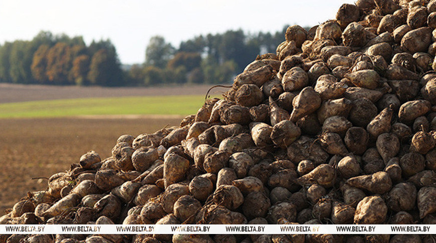 У Беларусі сабрана 6 млн тон цукровых буракоў