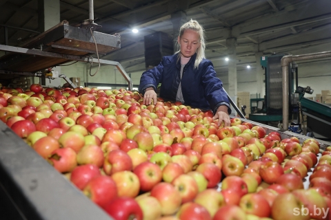 «Арніка-агра»
ў гэтым сезоне выгадавала 5,8 тысячы тон яблыкаў - другі вынік па валавым зборы
ў Беларусі