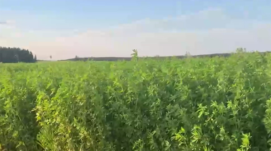 Аляксандр Лукашэнка праінспектаваў эксперыментальныя палі на сваёй малой Радзіме