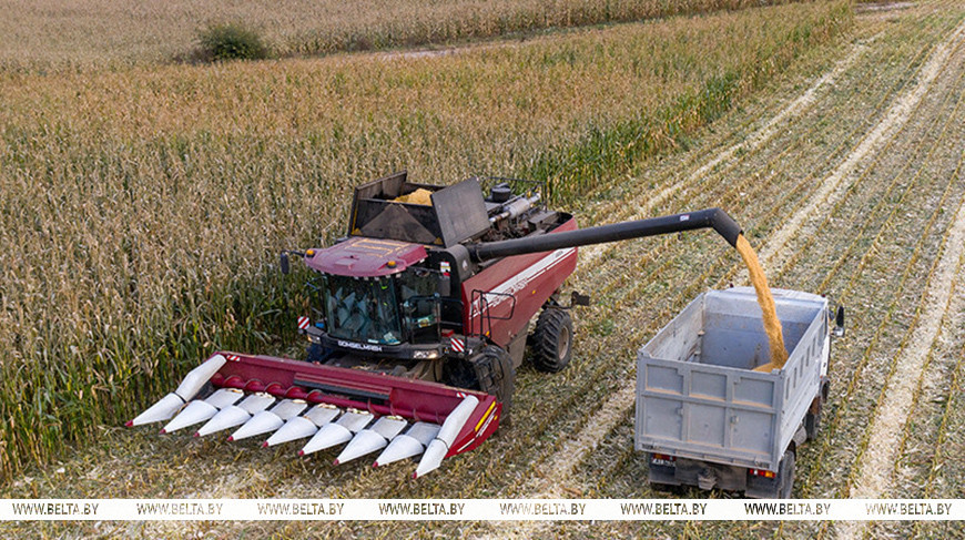 Амаль 10,9 млн тон збожжа з улікам рапсу і кукурузы намалацілі ў Беларусі