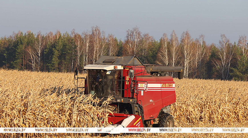 У Беларусі пачалася масавая ўборка кукурузы