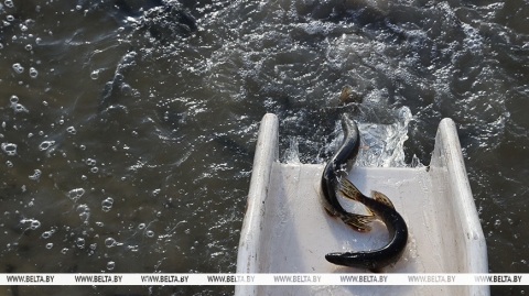 Магілёўская вобласць робіць стаўку на развіццё рыбаводства