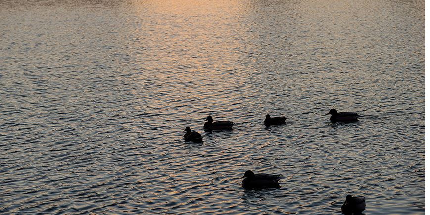 A competition for the improvement of a surface water body has started in Belarus
