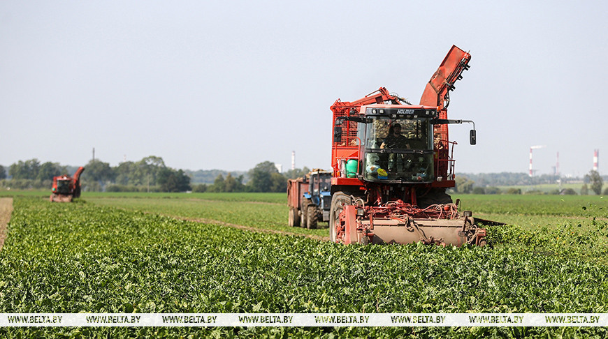 Масавая ўборка цукровых буракоў пачалася ў Беларусі