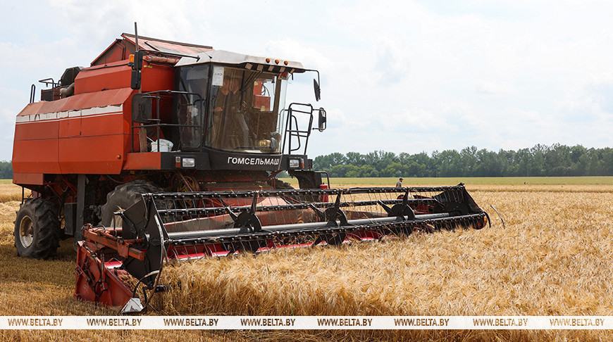 Беларускія аграрыі намалацілі 4 млн тон збожжа