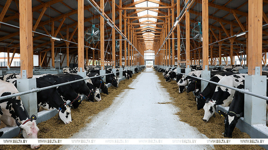 «Все должно быть дешево и функционально». Александр Лукашенко озвучил требования к строительству телятников