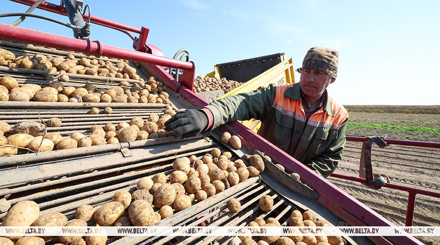 У Магілёўскай вобласці працягваецца ўборка бульбы