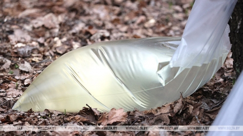 Больш за 1,2 тыс. тон бярозавага соку нарыхтуюць гэтай вясной у лясгасах Магілёўскай вобласці