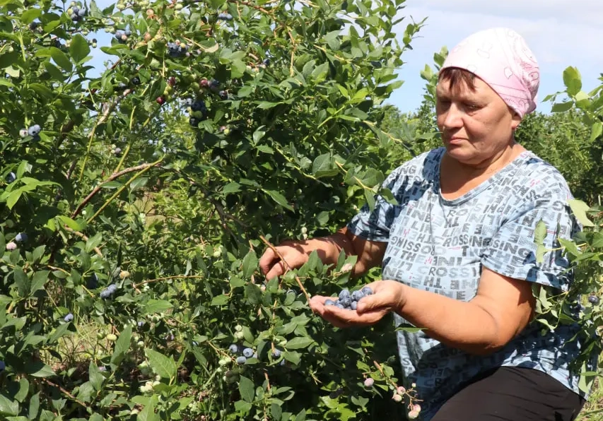 У гадавальніку Асіповіцкага доследнага лясгаса днямі пачалася ўборка ўраджаю буякоў