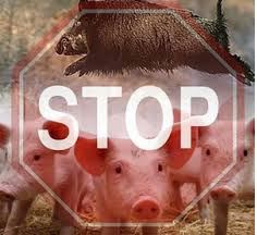 Африканская чума свиней (АЧС) 