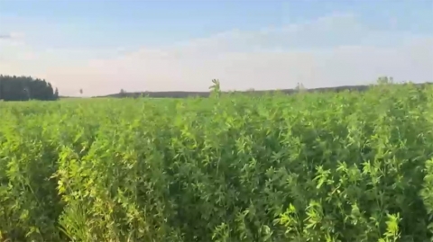 Аляксандр Лукашэнка праінспектаваў эксперыментальныя палі на сваёй малой Радзіме