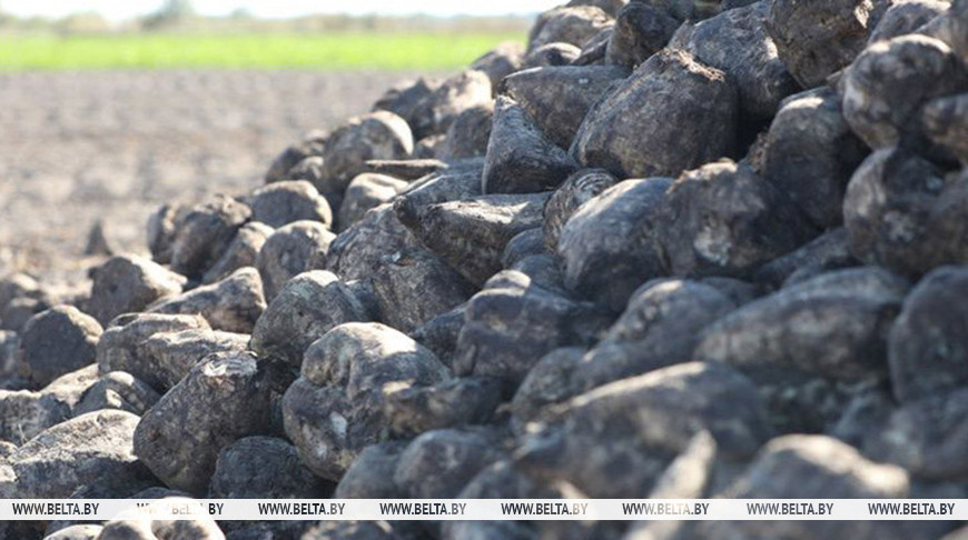 Звыш 1,5 млн тон цукровых буракоў накапалі ў Беларусі 