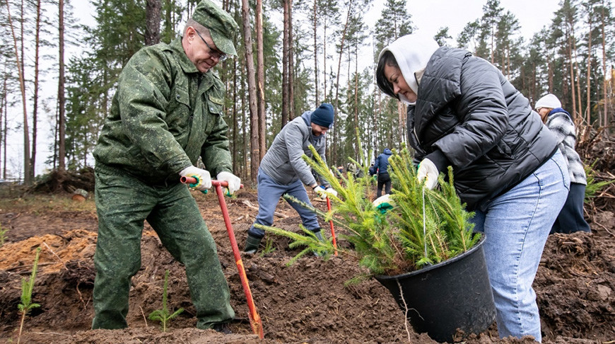 Амаль 14 га лесу дапамаглі аднавіць прафсаюзы ў Магілёўскай вобласці